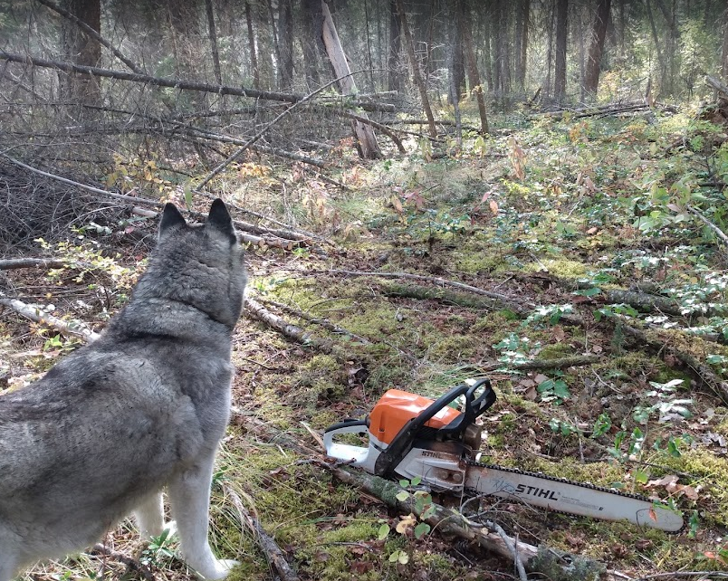 A husky and a chainsaw in the woods